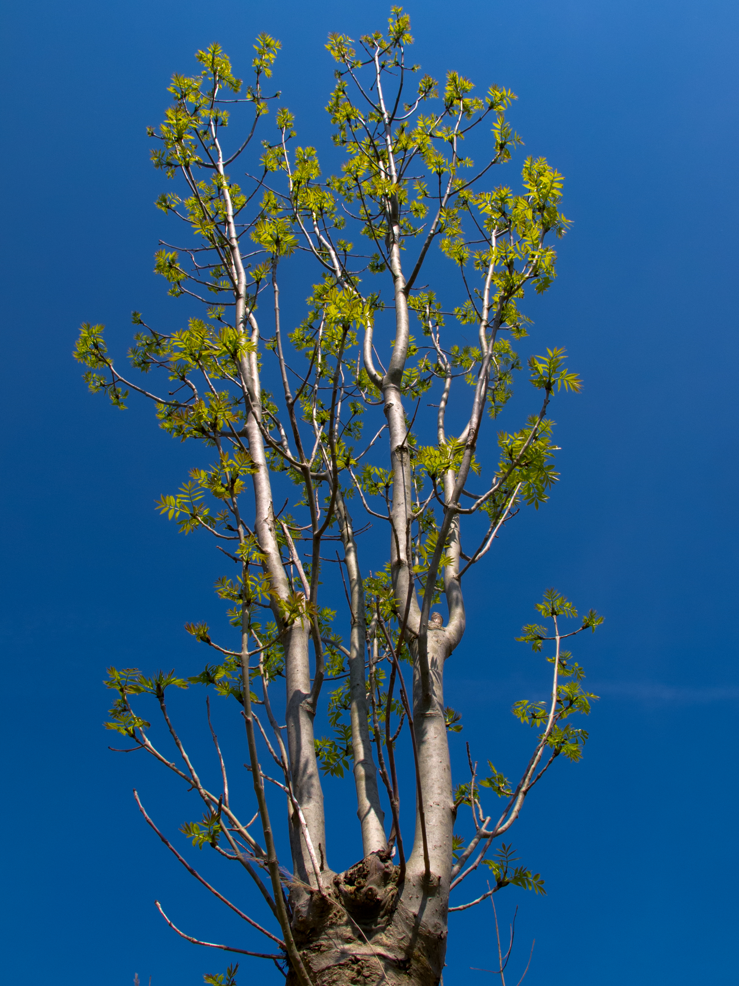 Fraxinus excelsior - CGN